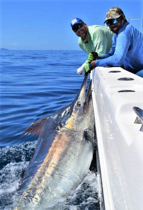 big game fishing panama|Big Game Fishing Panama .